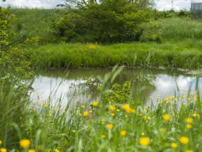 Intorno, tra le sfumature smeraldine delle foglie che sovrastano il paesaggio, emerge timidamente il giallo di qualche piccolo fiore...